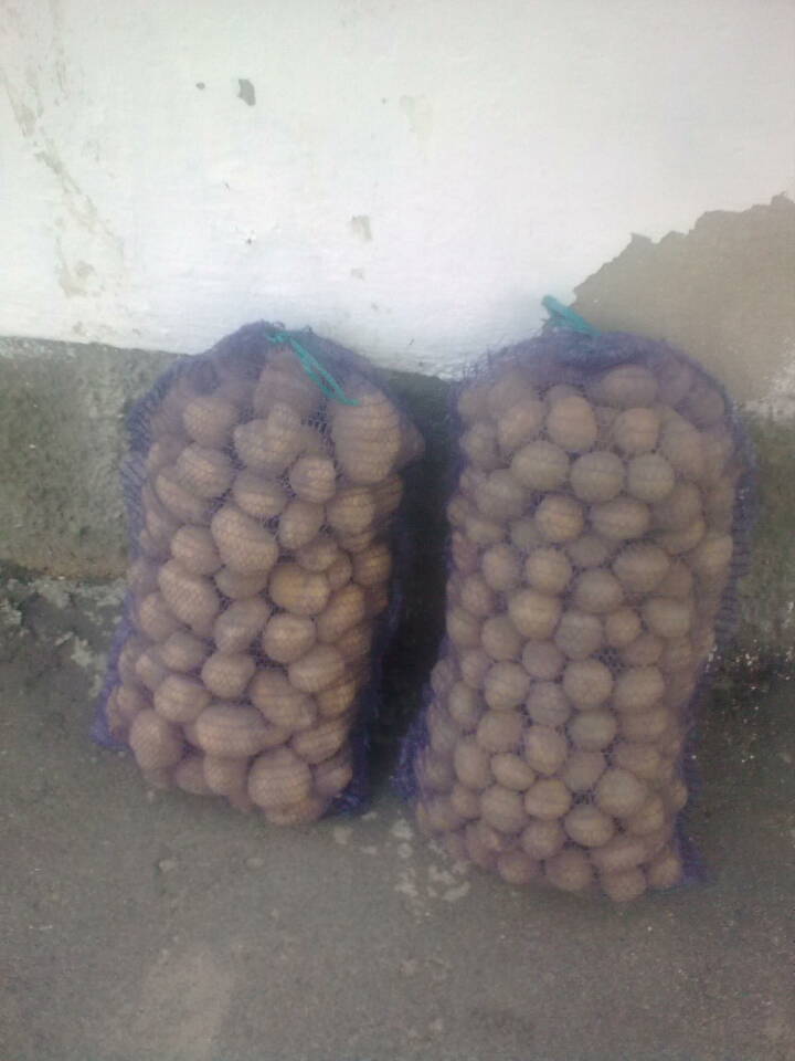 ������ ���������